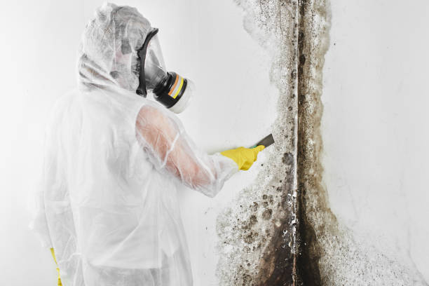 Home Mold Removal in Cornersville, TN