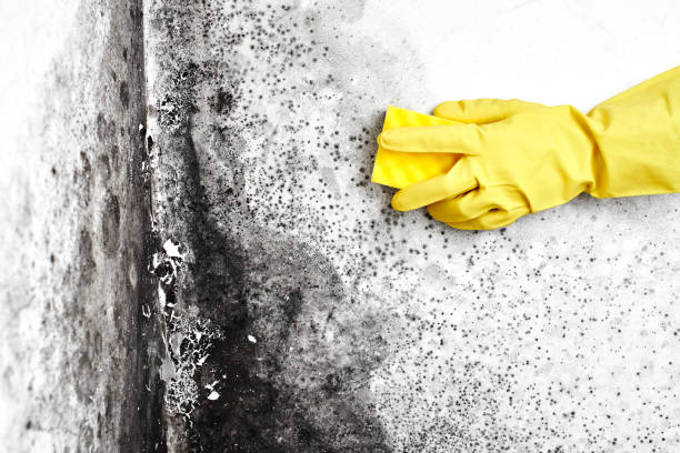 Best Mold Removal Specialists  in Cornersville, TN