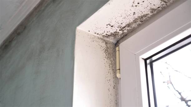 Best Residential Mold Removal  in Cornersville, TN