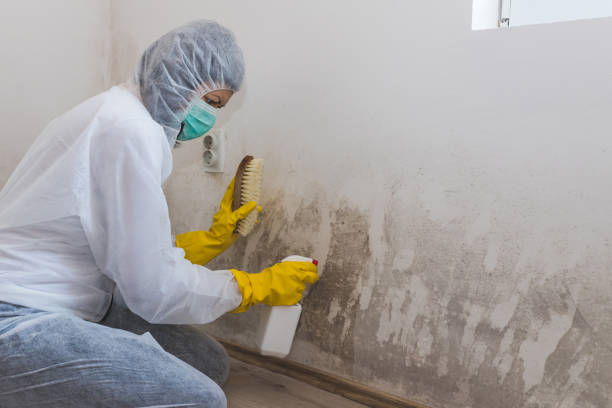 Best Office Mold Removal Services  in Cornersville, TN