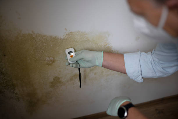 Cornersville, TN Mold Removal Company