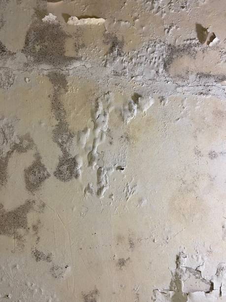 Best Toxic Mold Removal  in Cornersville, TN
