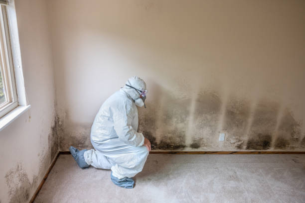 Office Mold Removal Services in Cornersville, TN