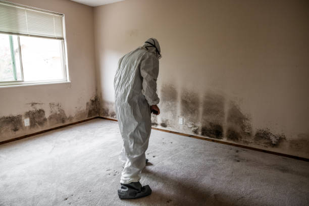Best Commercial Mold Removal  in Cornersville, TN