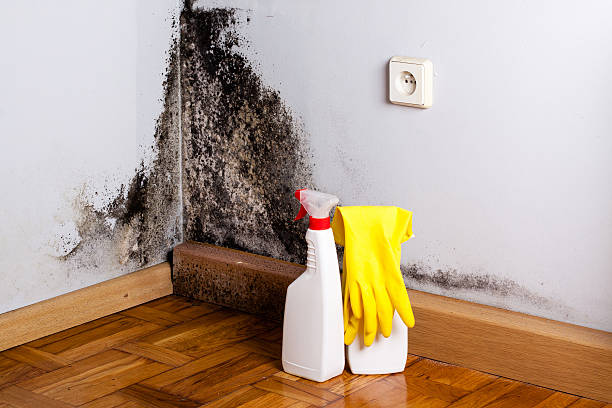 Best Certified Mold Removal  in Cornersville, TN