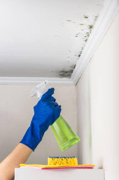 Best Commercial Mold Removal  in Cornersville, TN