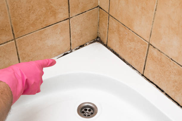 Best Crawl Space Mold Removal  in Cornersville, TN